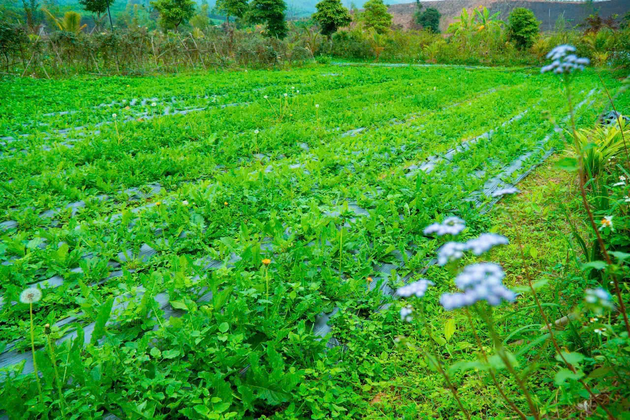 Khu Vườn thảo dược