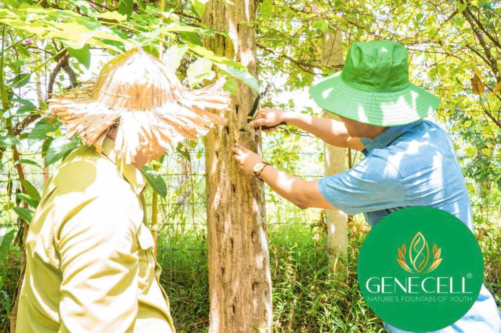 Genecell đón Tiến sĩ Trần Đức Hữu - Phó Giám đốc Học Viện Y Dược học Cổ Truyền Việt Nam